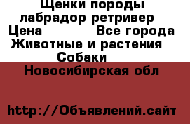 Щенки породы лабрадор ретривер › Цена ­ 8 000 - Все города Животные и растения » Собаки   . Новосибирская обл.